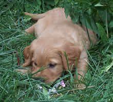 a puppy is laying in the grass