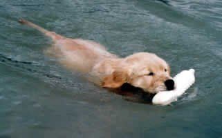 a dog is swimming in a pool with a toy in its mouth .