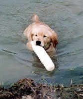 a dog is swimming in a pool with a toy in its mouth .