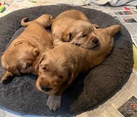 three puppies are sleeping on a gray dog bed .