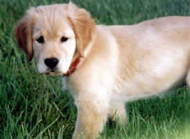 a puppy is standing in the grass and looking at the camera .