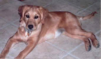 a brown dog is laying on the floor .