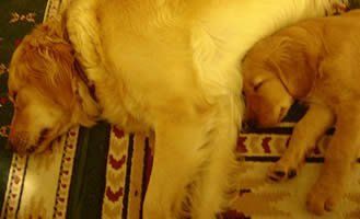 a dog and a puppy are sleeping next to each other on a rug .