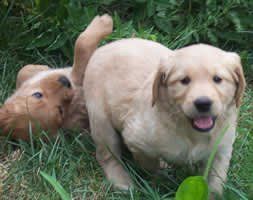 two puppies are playing in the grass .