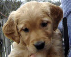 a person is holding a golden retriever puppy in their arms .