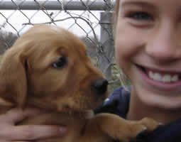 a person is holding a golden retriever puppy in their arms .