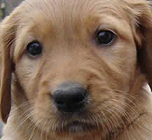 a close up of a brown puppy