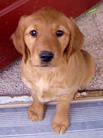 a brown puppy is sitting on a doorstep