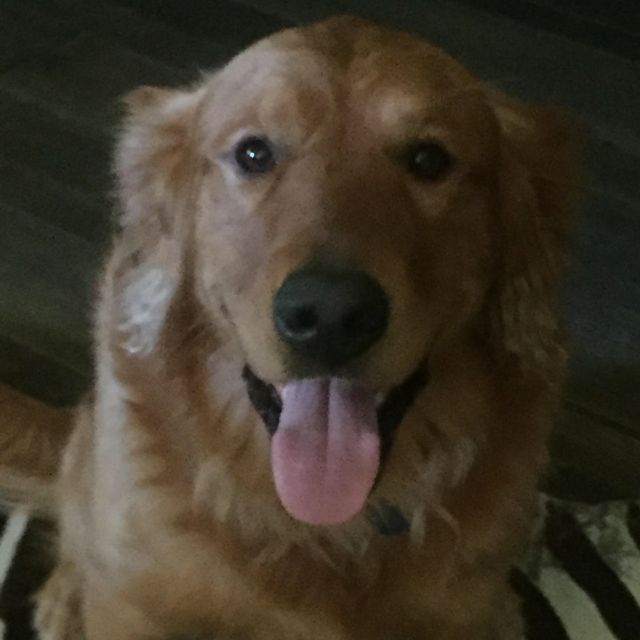 a close up of a dog with its tongue hanging out