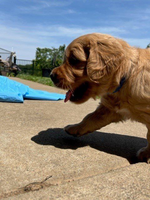 a small brown dog with a blue collar is running on a sidewalk