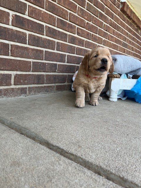 a puppy is standing on a sidewalk in front of a brick wall .