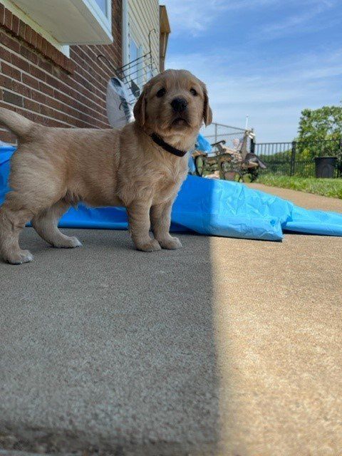 a puppy standing on a sidewalk in front of a house