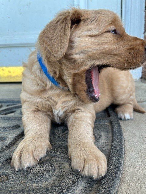 a puppy is yawning while laying on a door mat .