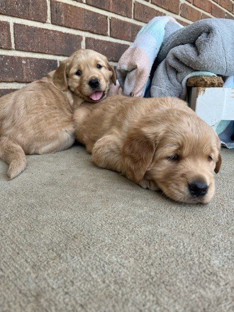 two puppies are laying on the ground in front of a brick wall .