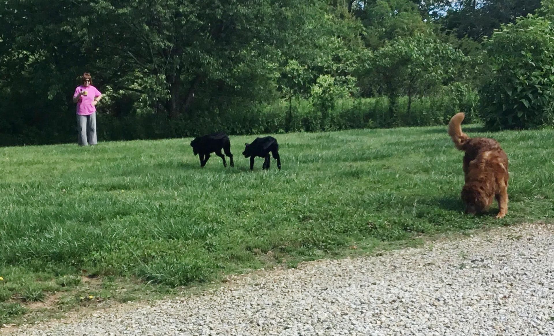 Dog Boarding Services