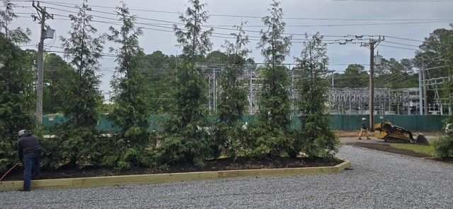 Tall evergreen trees planted in a landscaped row beside a gravel path and fenced field