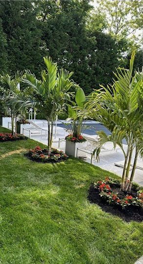 Green lawn with line of palm trees in decorative planters, red flowers, and a pool in the background.