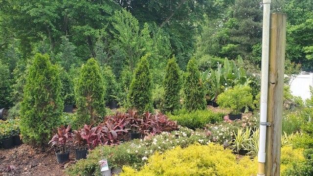 A garden filled with lots of potted plants and trees.