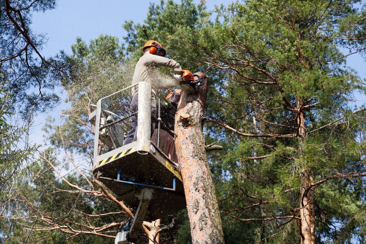 Two workers in a lift trim branches from a tall pine tree in a forest.