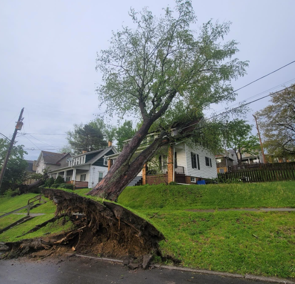 Uprooted tree leaning over a wet residential street beside houses after storm damage