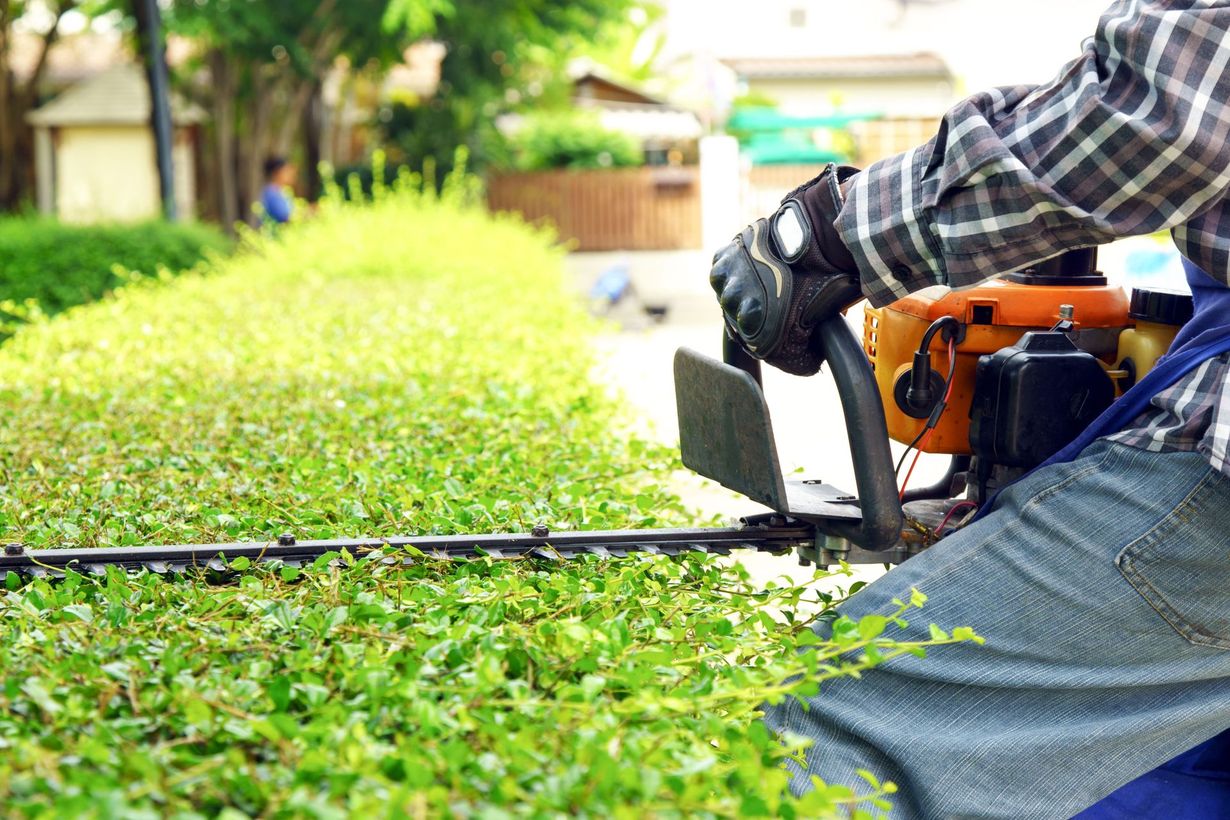 Person trimming a green hedge with an electric hedge trimmer outdoors
