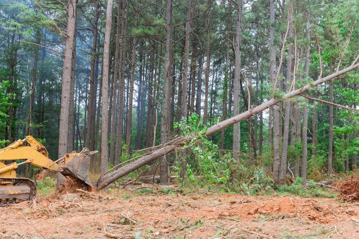 Yellow excavator pushes a fallen tree trunk in a pine forest clearing