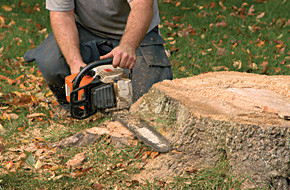 stump removal
