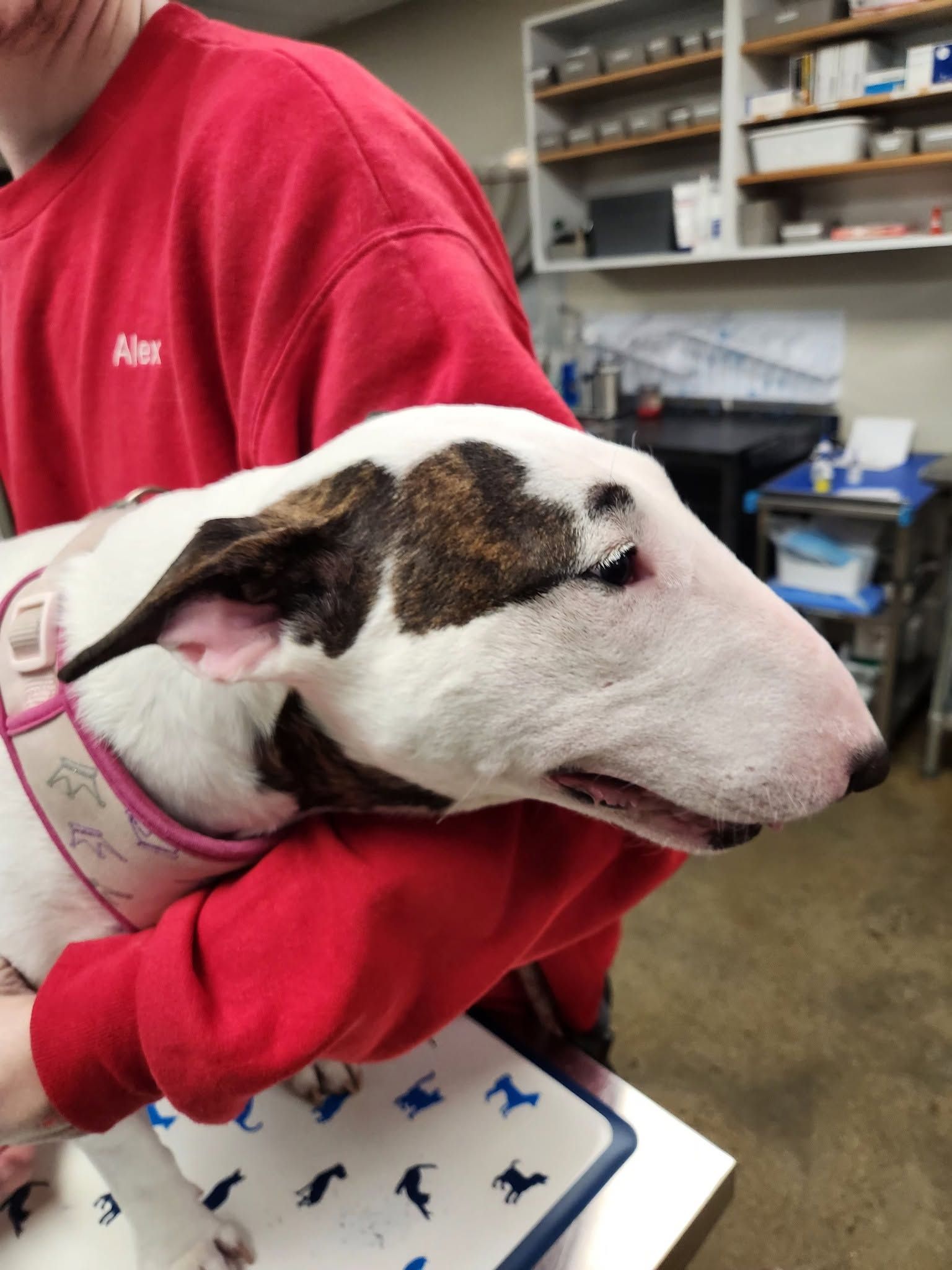 White and brown dog held by a person in a red sweatshirt inside a veterinary clinic