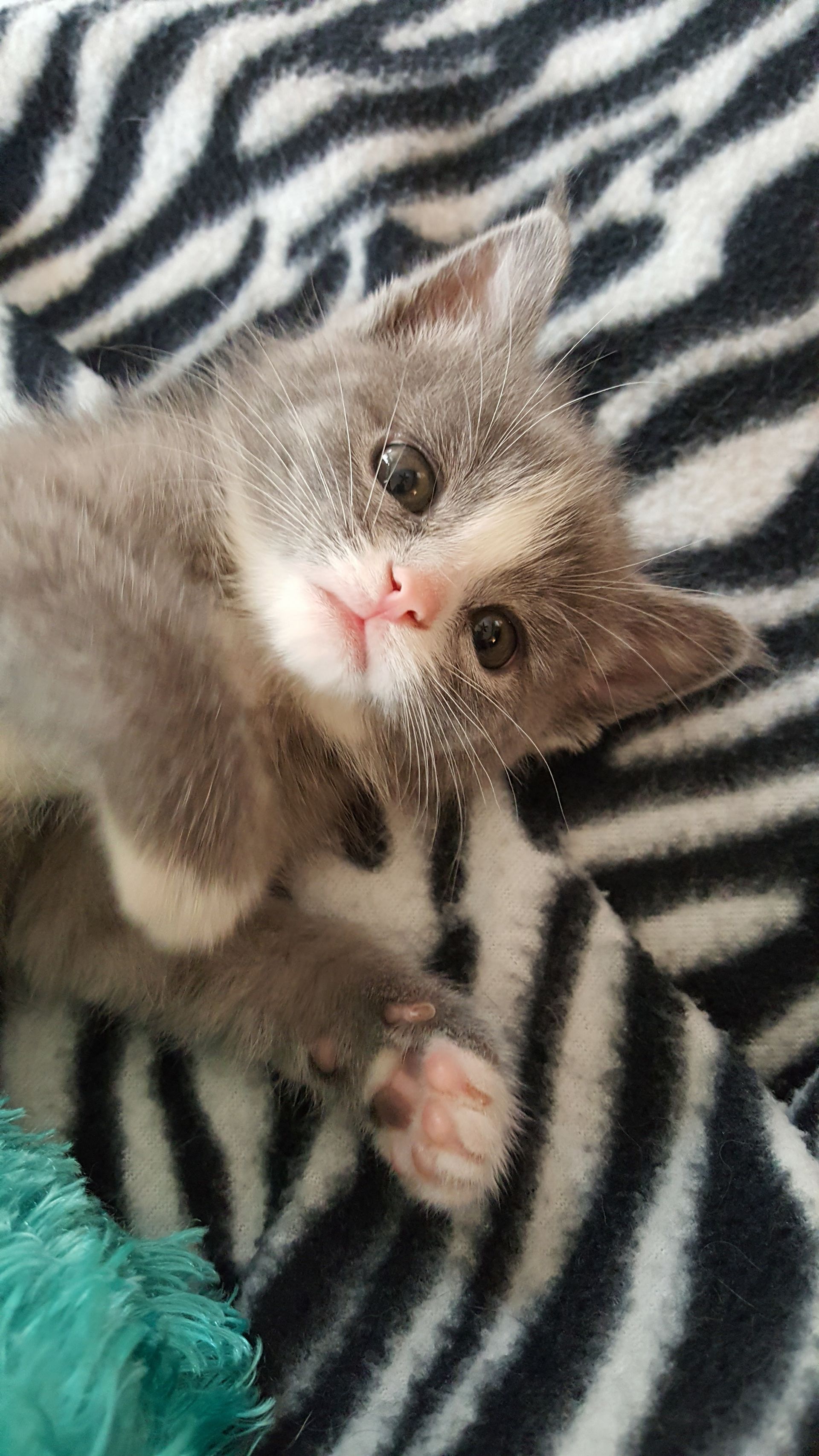 Small gray kitten lying on a zebra-striped blanket, looking up with wide eyes.