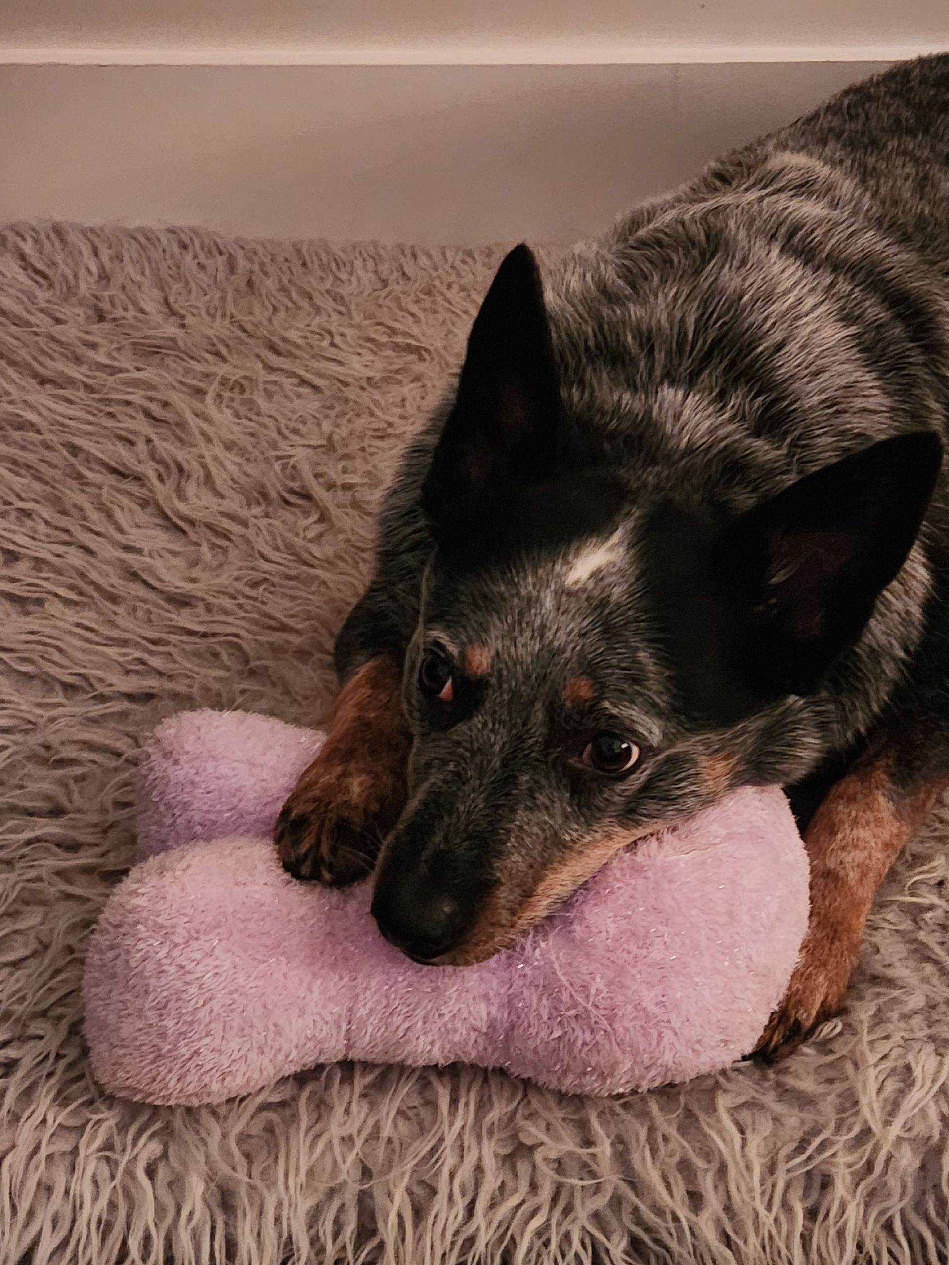 Black and tan dog resting its head on a pink plush toy on a shaggy gray blanket