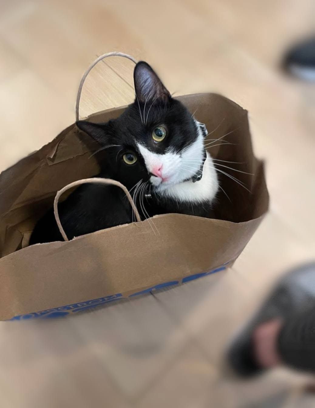 Black-and-white cat peeking out of a brown paper bag on a wooden floor