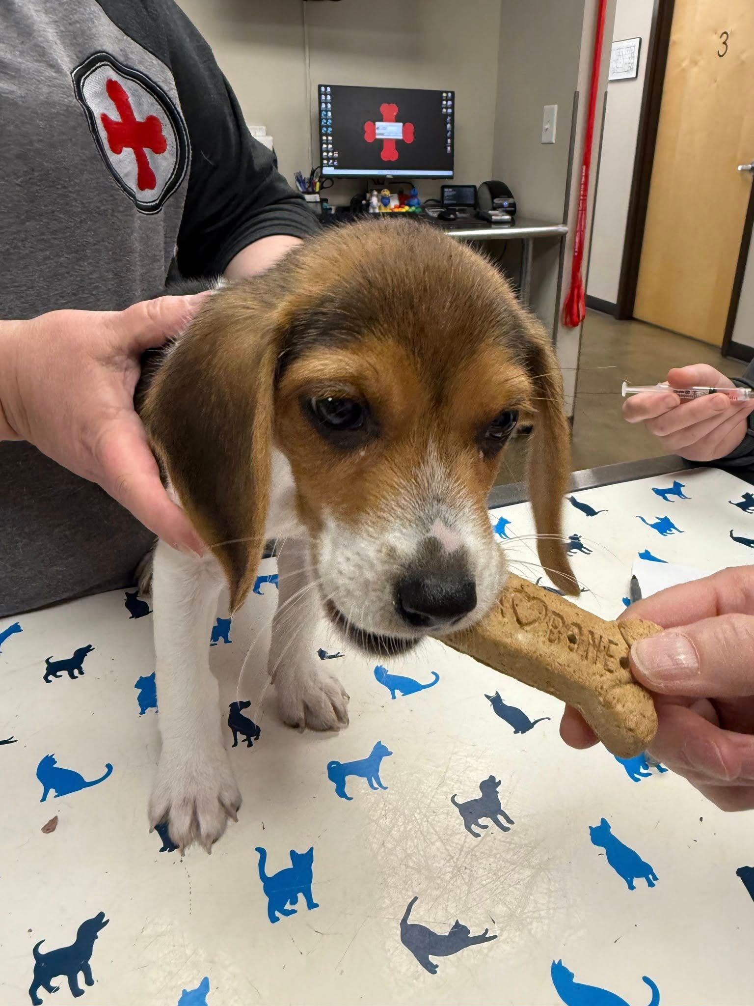 Beagle puppy on exam table being held while sniffing a treat at a vet clinic