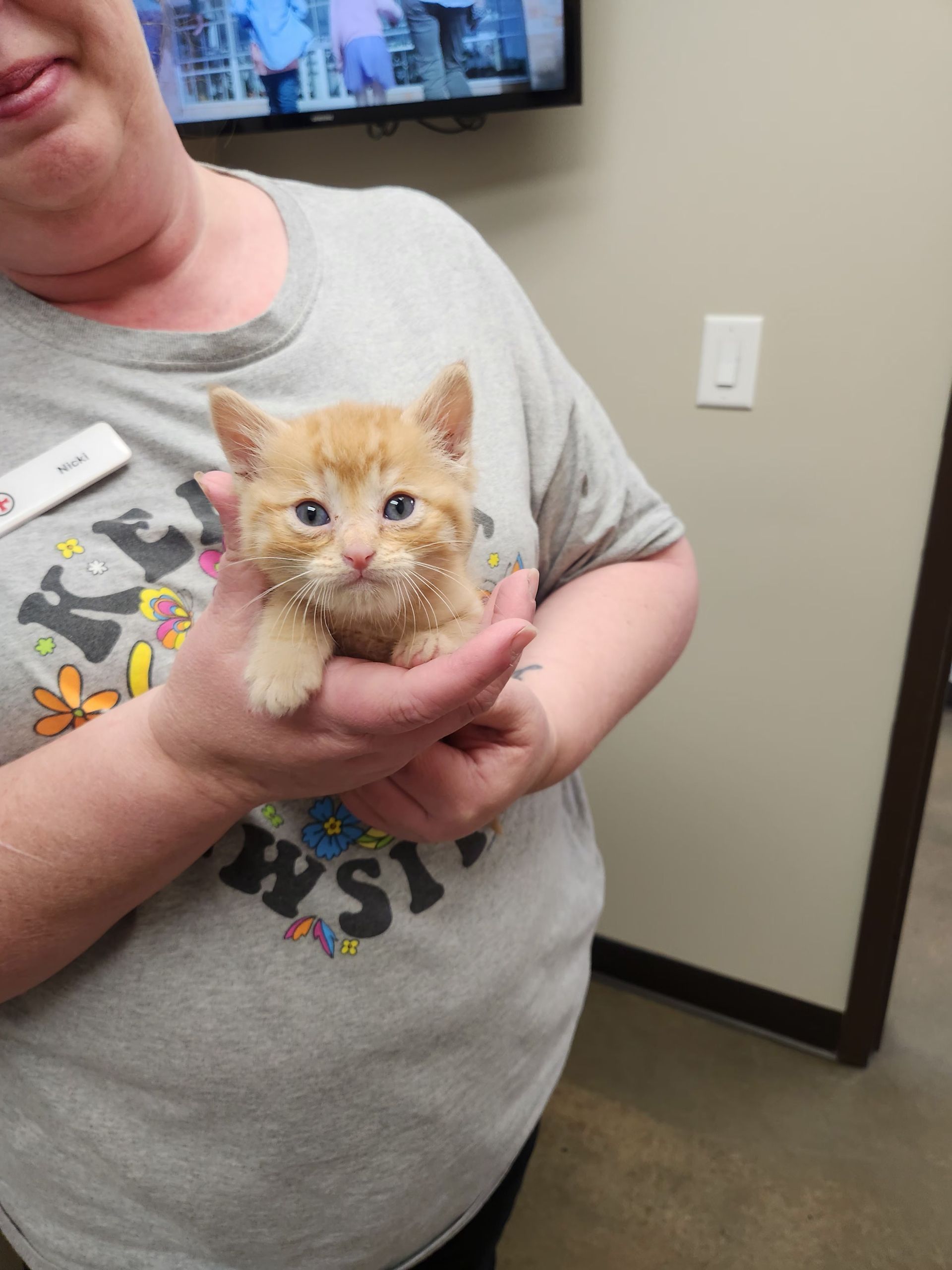 Tiny orange kitten with wet fur being held in someone's arms indoors