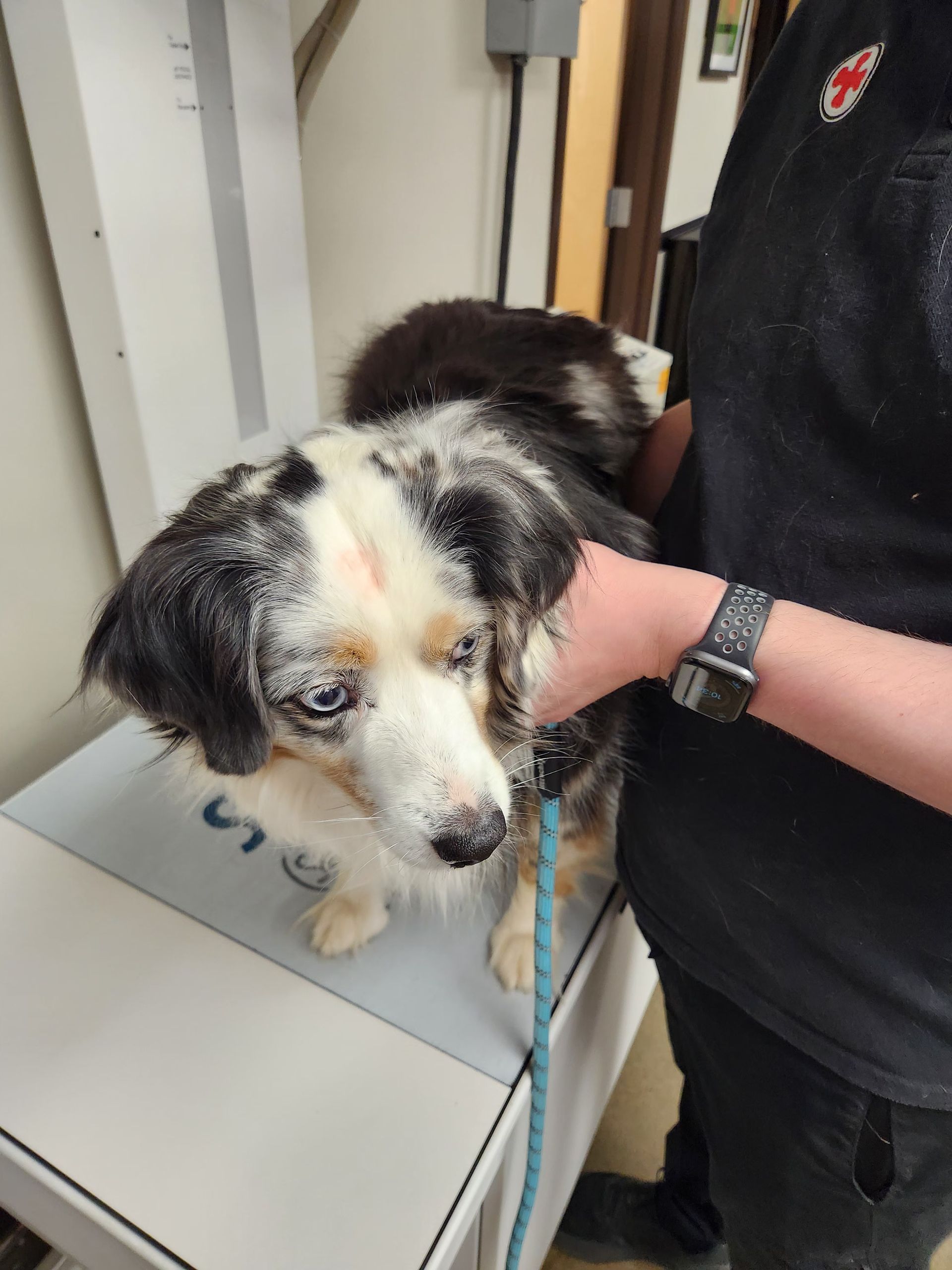 Black-and-white dog being held on a scale in a veterinary clinic