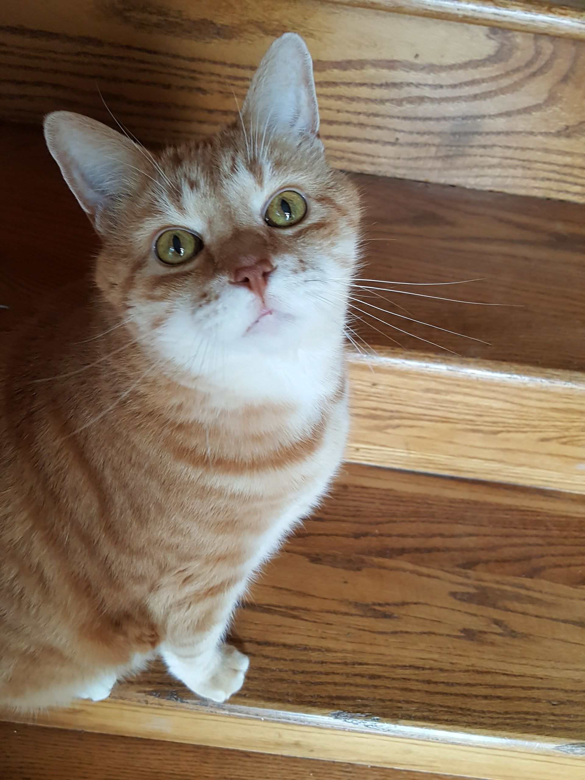 Orange tabby cat sitting on a wooden floor, looking up with bright green eyes.