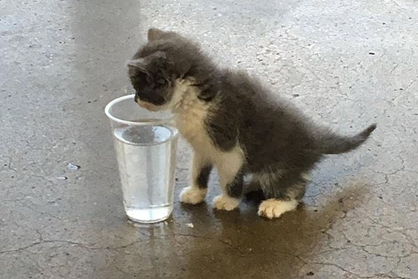 Small gray-and-white kitten sniffing a clear glass of water on a concrete floor