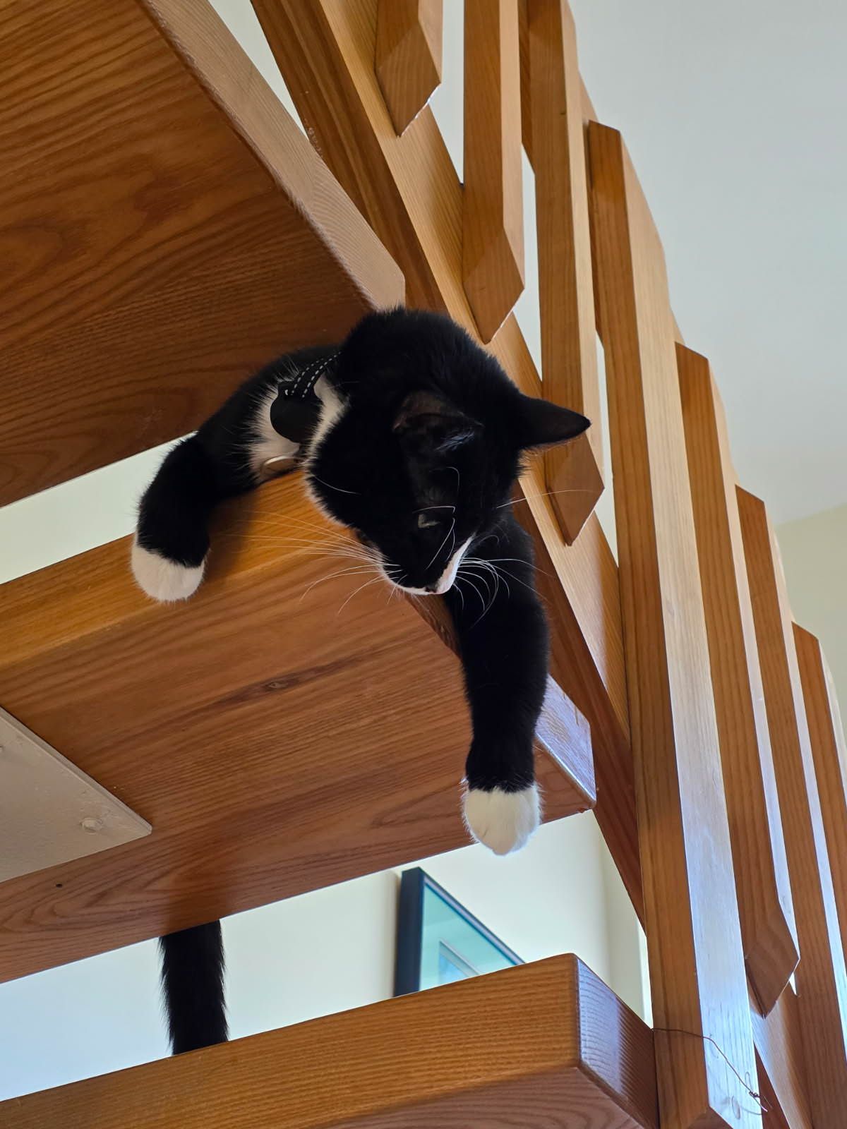 Black-and-white cat draped over a wooden staircase railing, paws hanging down.