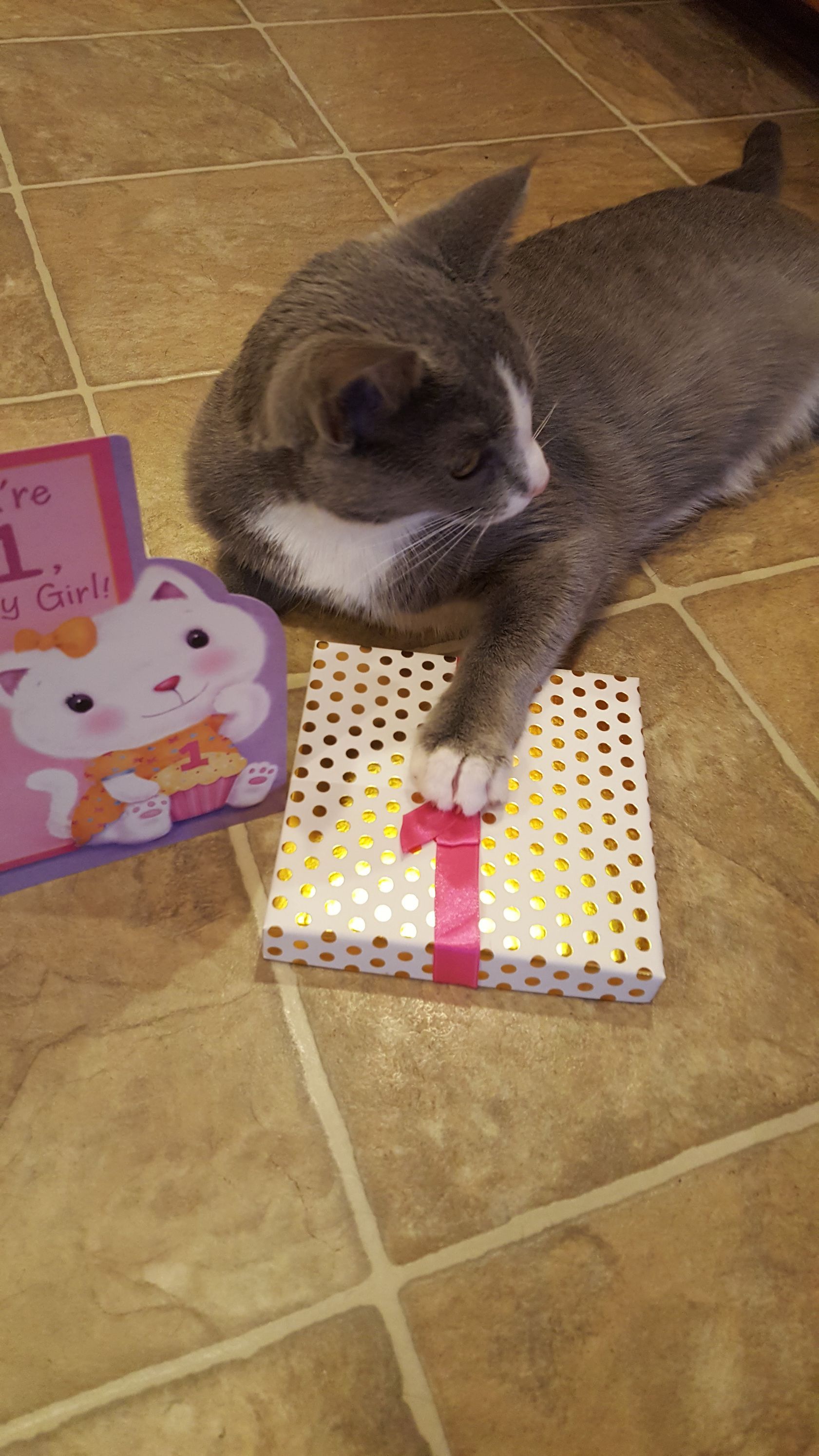 Gray cat lying beside wrapped gifts on a tiled floor.