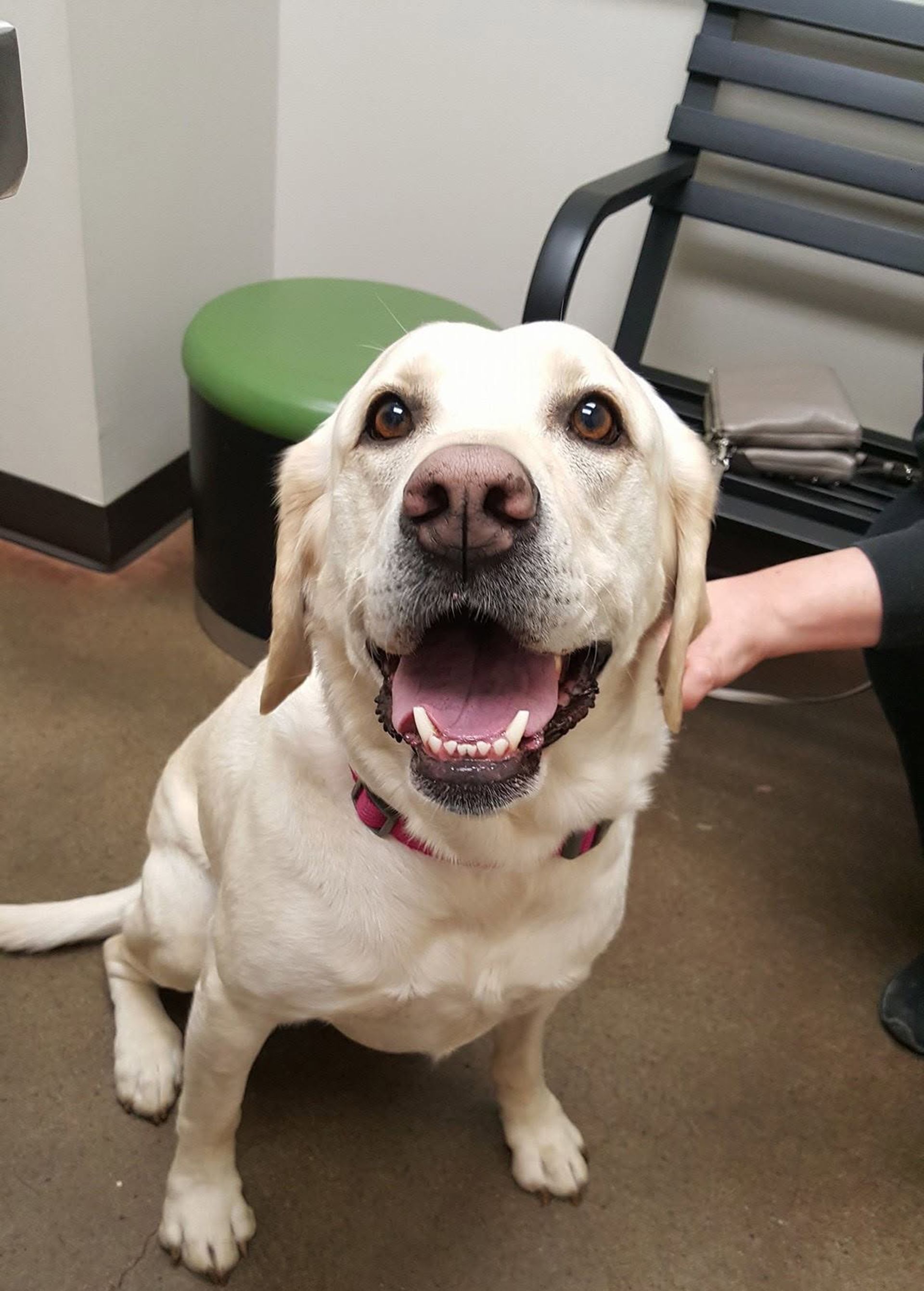 Smiling yellow Labrador sitting indoors, with a hand petting its back.