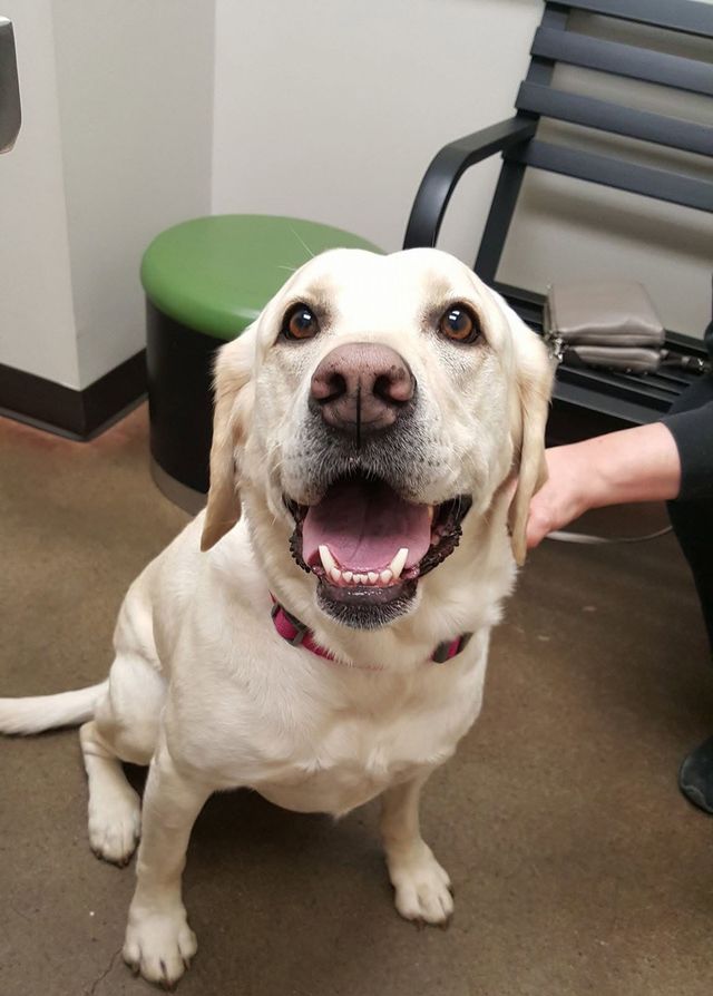Smiling yellow Labrador sitting indoors, with a hand petting its back.