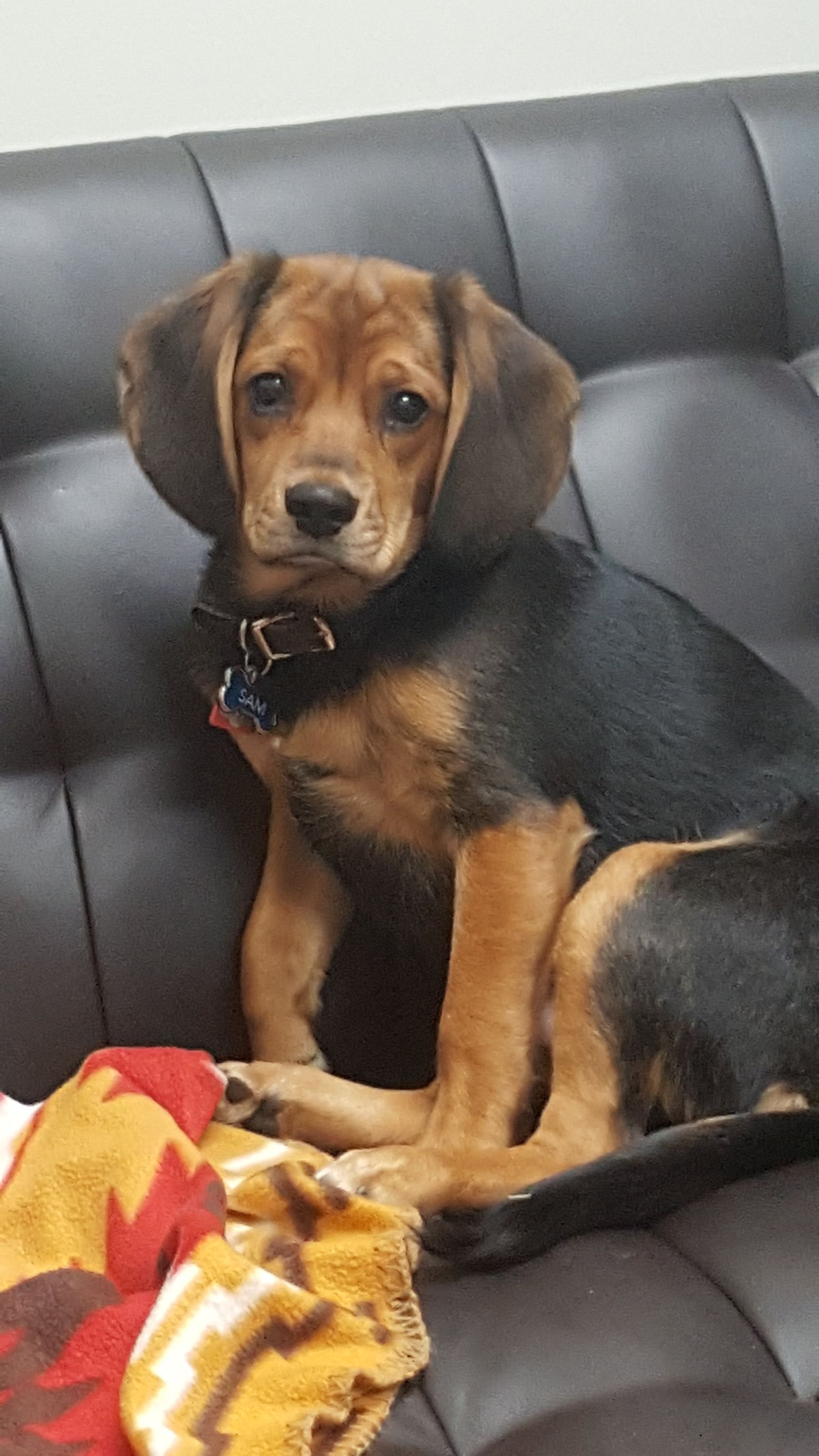 Brown-and-black puppy sitting on a black couch, looking at the camera beside a colorful blanket.