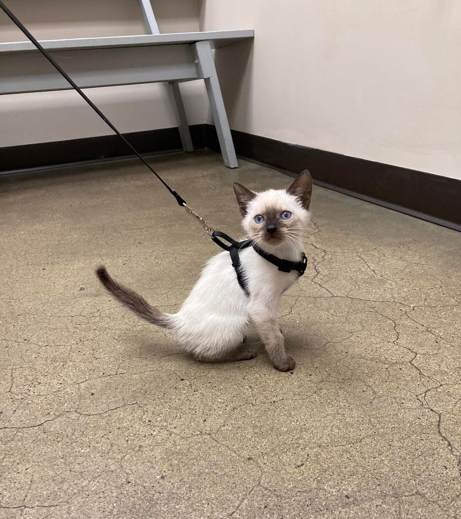 Small Siamese kitten wearing a harness, sitting on a carpeted floor indoors and looking back at the camera.