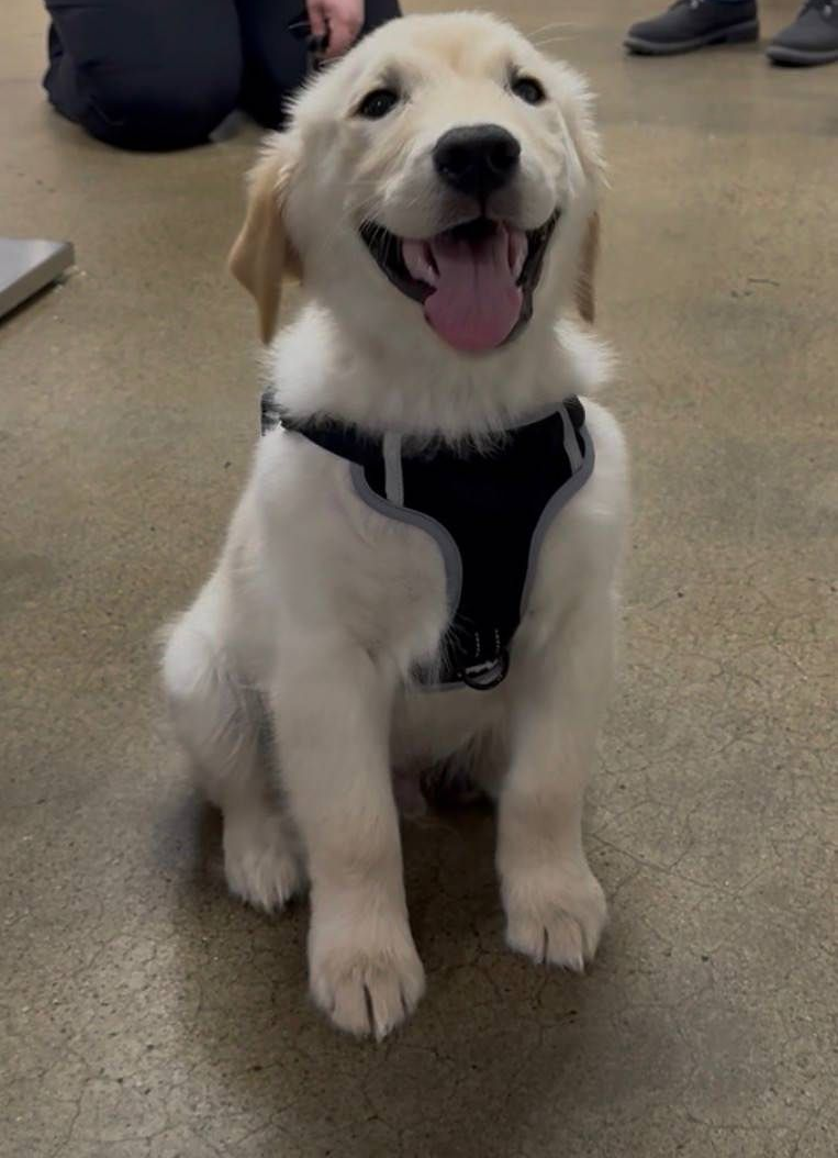 Happy golden retriever puppy sitting indoors, wearing a black harness and panting with tongue out.
