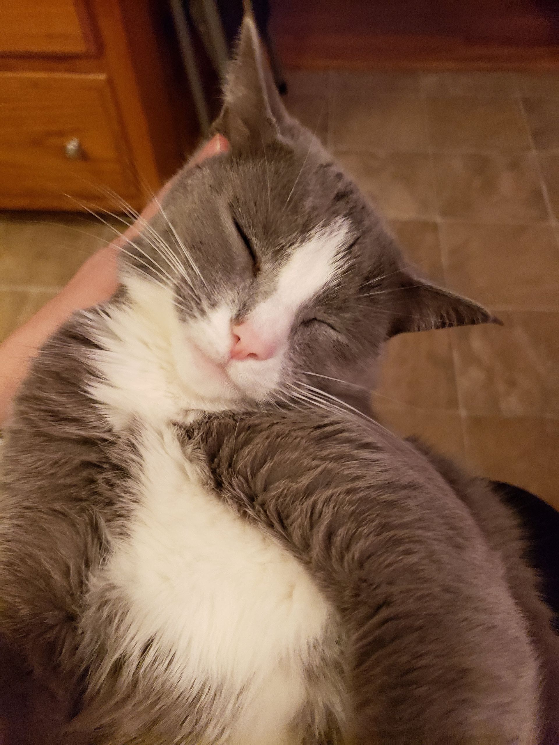 Gray-and-white cat sleeping in a person’s arms indoors