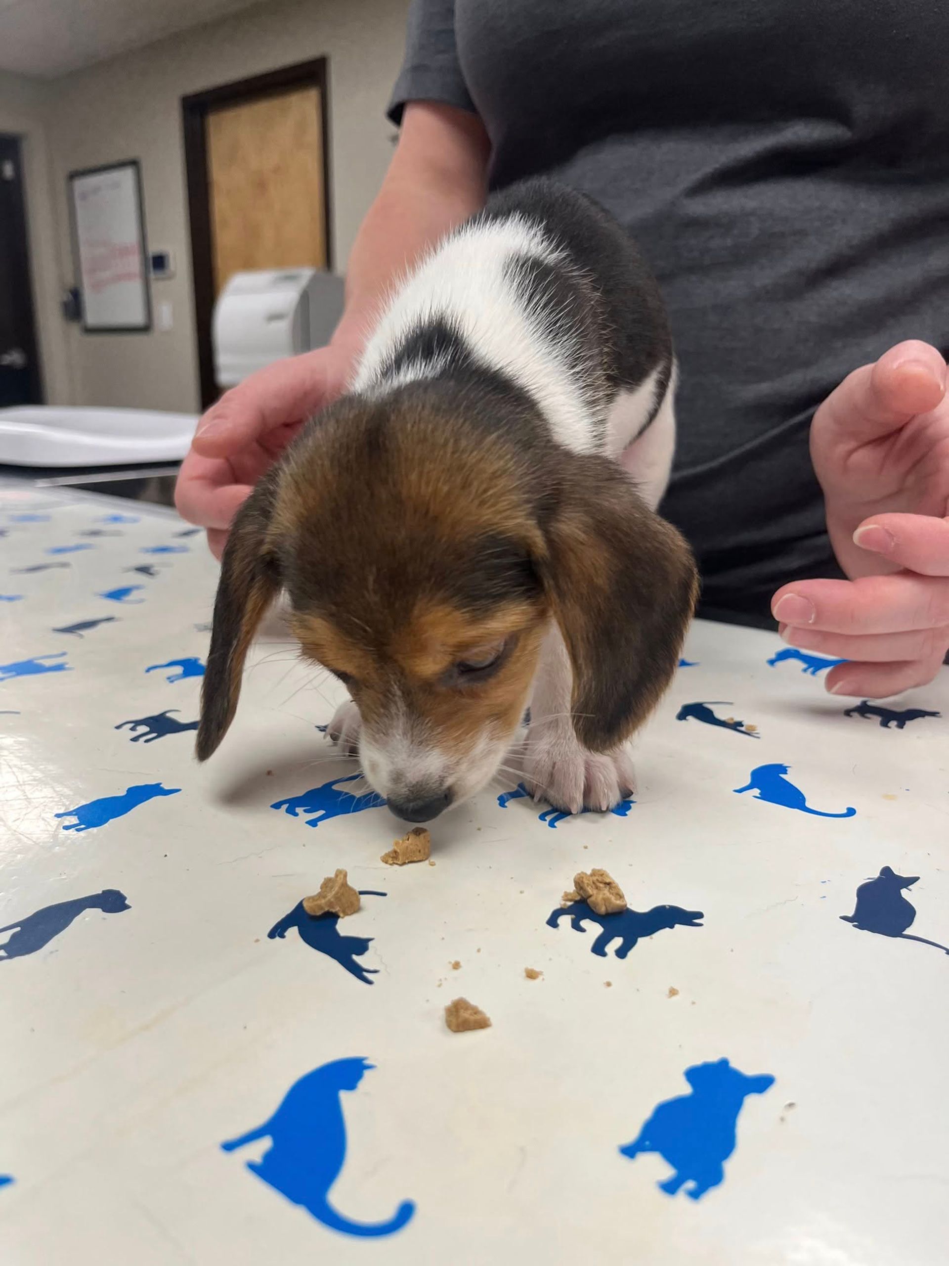 Small brown-and-white puppy sniffing a patterned table indoors, with a person nearby