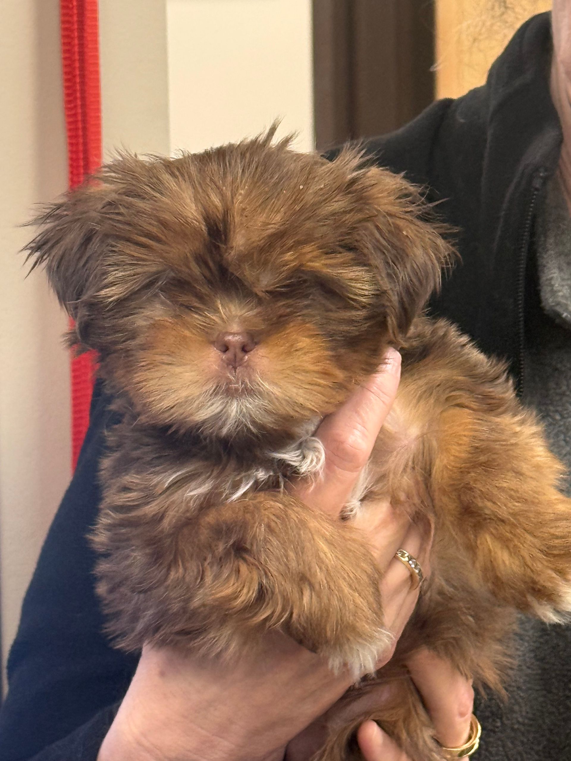 Tiny fluffy brown puppy being held in someone’s hand indoors