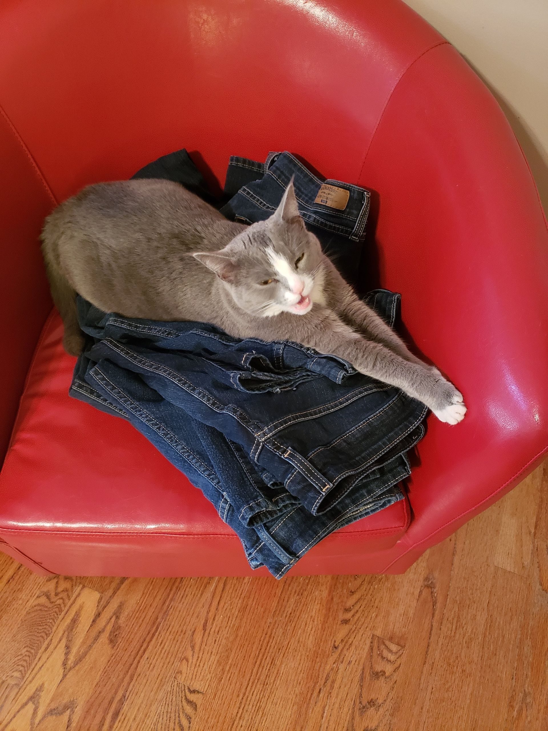 Gray cat resting on folded jeans in a red chair on a wood floor
