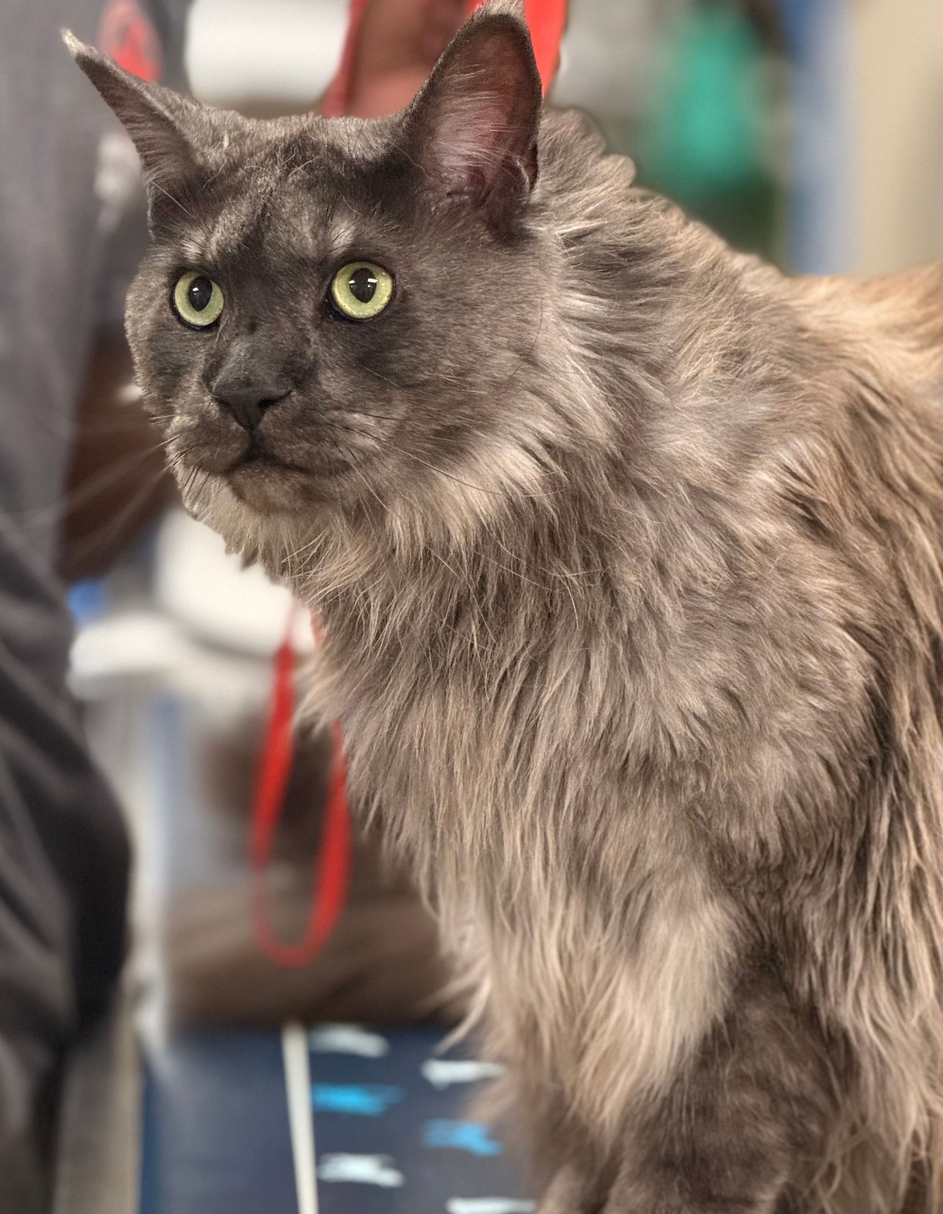 Long-haired gray cat with green eyes sitting indoors on a patterned surface
