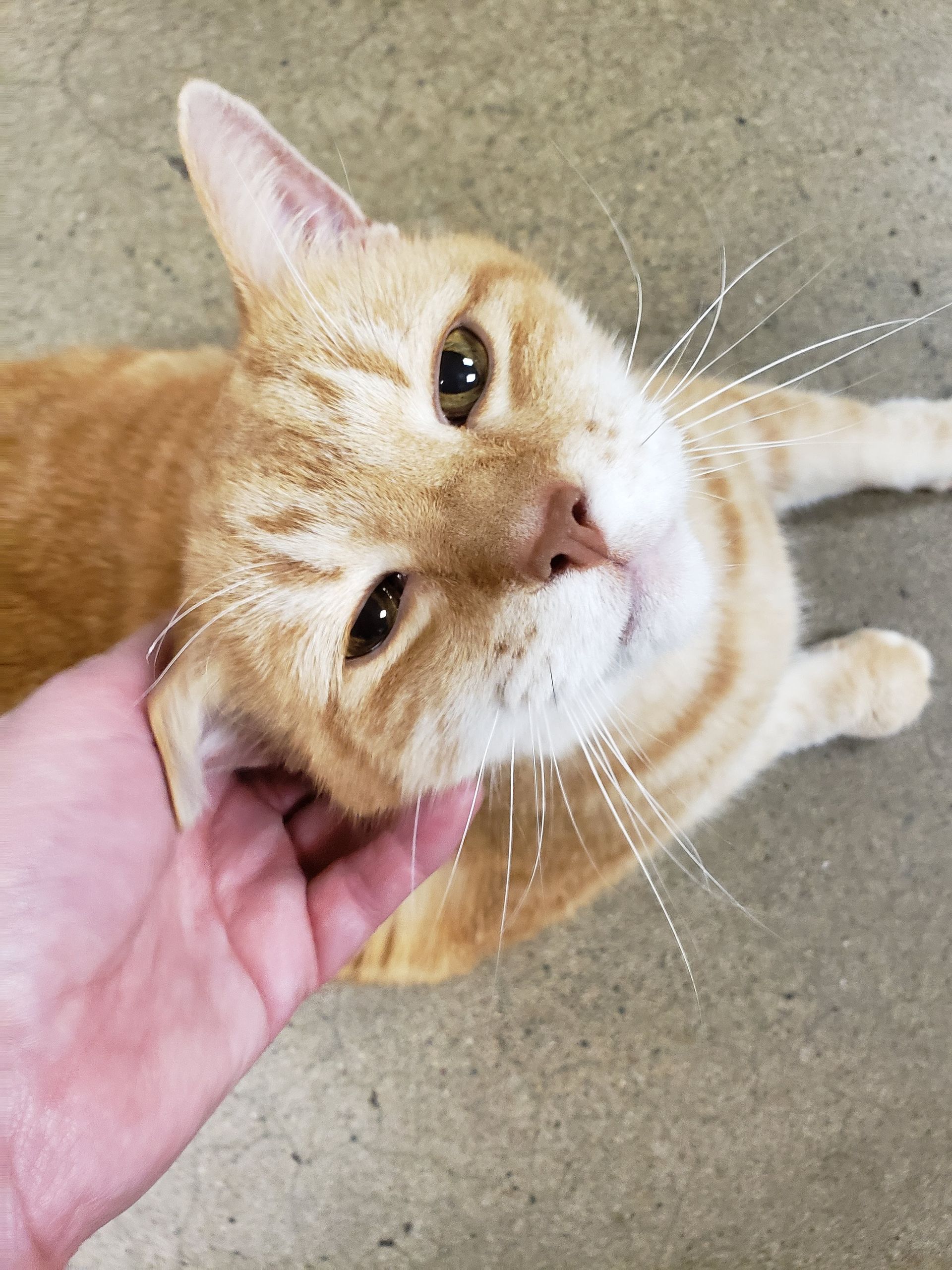 Orange-and-white cat being scratched under the chin by a hand on a concrete floor