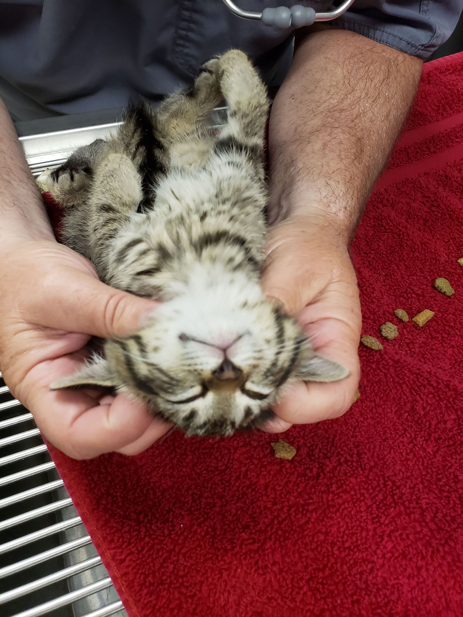 Tiny spotted kitten being gently held upside down on a red blanket, eyes closed.